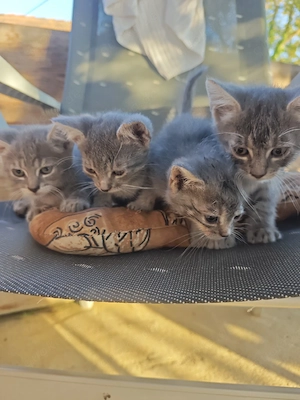 Baby Katze 