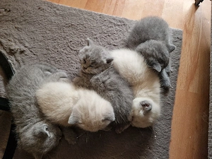 BKH Katzen 