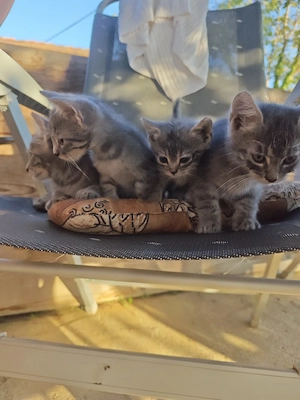 Baby Katze 