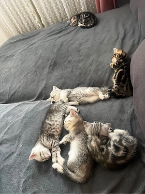 BKH Britisch Kurzhaar Kitten Babys 