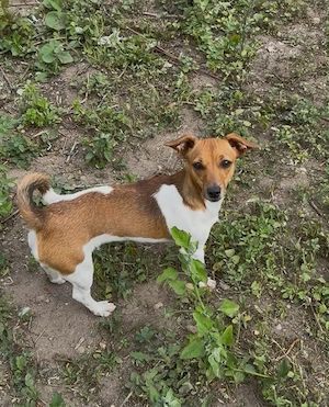 jack russel hündin sucht liebevolles zuhause 