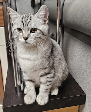 BKH Kitten Black Silver Shaded Point ab sofort Abgabebereit 
