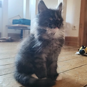 Maine coon Babys - Abgabebereit 