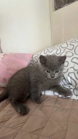 Bkh Kitten