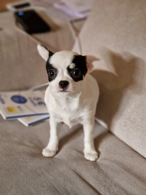 15 Wochen alte Chihuahua-Hündin