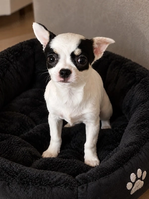 15 Wochen alte Chihuahua-Hündin