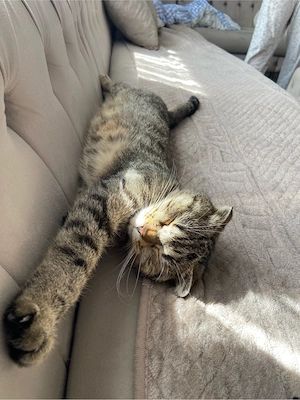   Mina sucht ein liebevolles Zuhause   