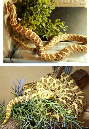 Lemon Ghost Heterodon - Hakennasennatter 
