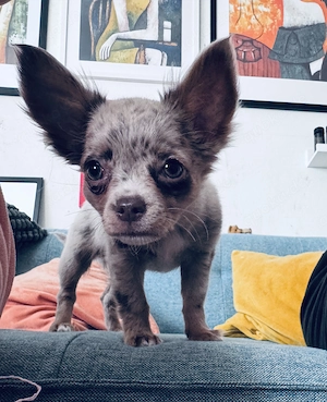  Liebevolles Zuhause für kleine Langhaar Chihuahua-Hündin Lilac Merle Tan gesucht 