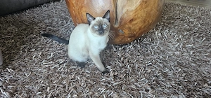 Thai Thaikatze  Rassenkatze Katze Kätzchen 