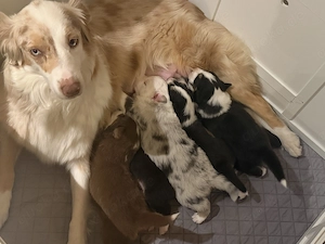 Australien Shepherd Reinrassig  Aussie
