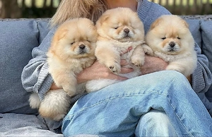 Chow chow Welpen 