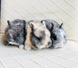 Mini Zwergkaninchen Babys Farbenzwerge 