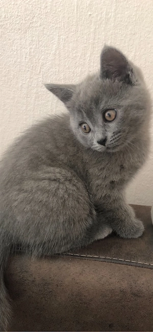 Katzenbabys BKH Kitten 