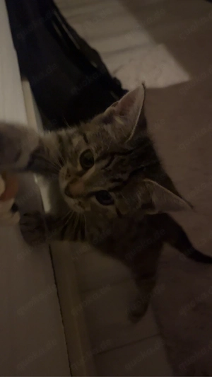 british kurzhaar katze