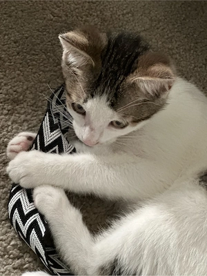 Babykatzen Kitten