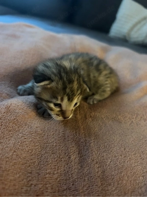 Bengal-Mix Kitten 