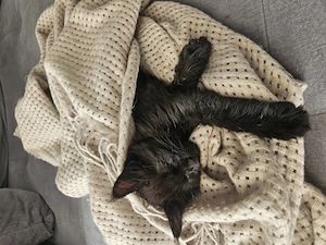 Main Coon Mädchen sucht ein liebevolles Zuhause 