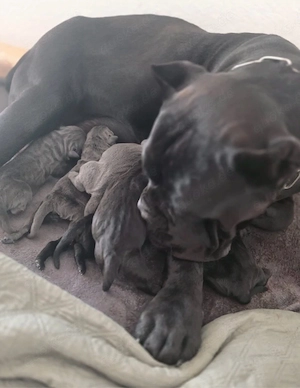 Reinrassige Cane Corso Welpen FCI IKU