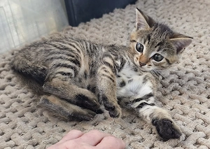 Liebevolles wunderschönes Kitten sucht absofort neues Zuhause auf Lebenszeit 