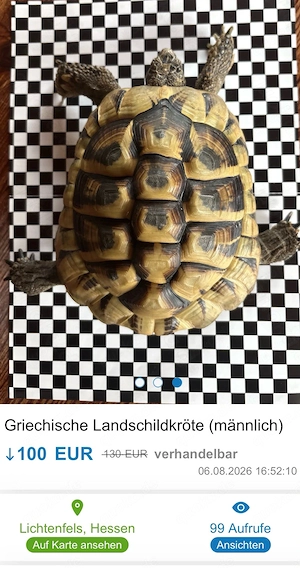 Griechische Landschildkröte