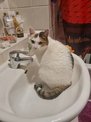 Weibliche Katze 