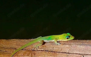 Goldstaub-Taggecko 