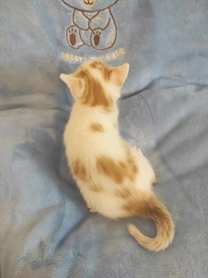 13 Wochen alt Kleiner Kater