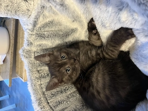 Britisch kurzhaar Siamkatze mix 