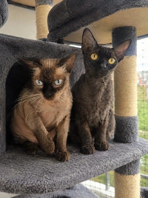 Cornish Rex Geschwisterpaar