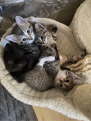 Baby Kitten sucht ein liebevolles Zuhause 
