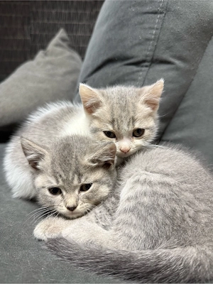    Vier süße Katzenbabys suchen ein liebevolles Zuhause   