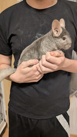 Zwei Chinchillas mit Käfig und Zubehör abzugeben 