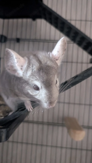 Zwei Chinchillas mit Käfig und Zubehör abzugeben 