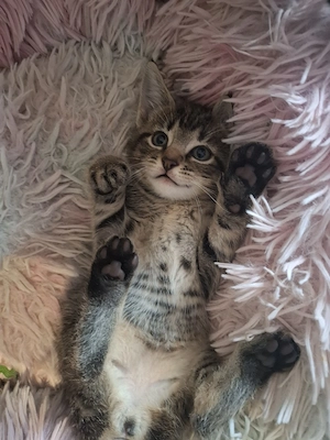4 Kitten suchen schönes Zuhause 