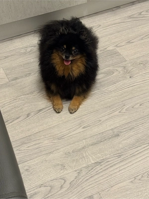 Pomeranian, Mädchen