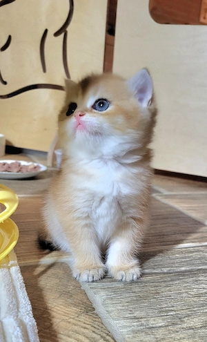 BKH kitten golden mit Stammbaum 