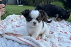reinrassiger Chihuahua Welpe 