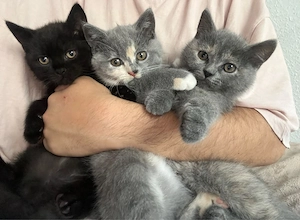 Wunderschöne BKH-Mix-Kitten suchen liebevolles Zuhause 