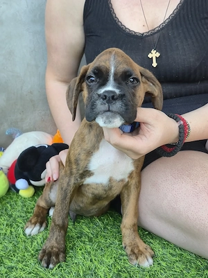 Deutscher Boxerwelpe junge