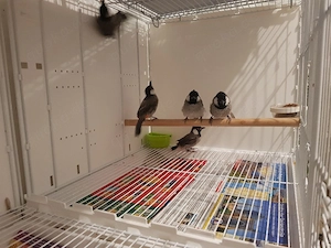 bulbul mit dna 