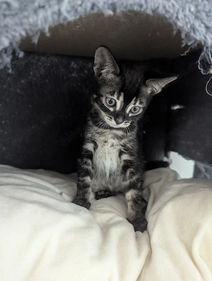 11 Wochen alte Baby Kitten Bengal  BKH Mix