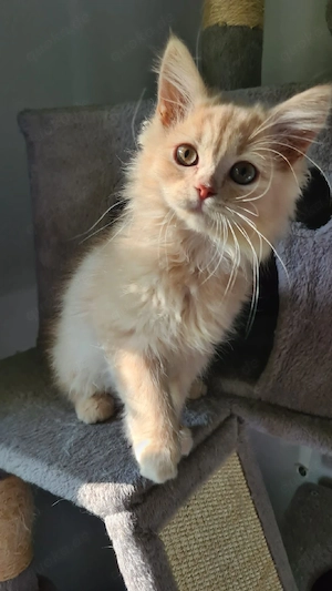 Blh Britisch Langhaar 3 Kitten 14 Wochen jung Bild 7