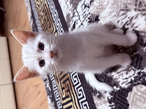 Süße Katzenbabys suchen ein liebevolles Zuhause! 