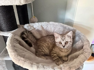 babykatzen  kitten