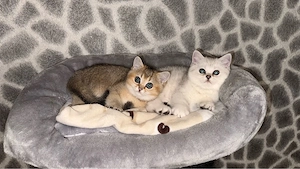 bkh kitten ab sofort 