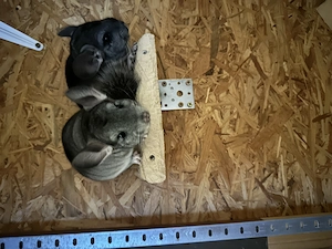 Chinchilla Böckchen Baby