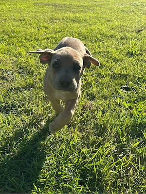 Deutsche Dogge- Cane Corso Welpe 