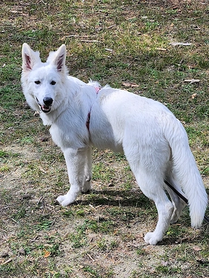 Weißer Schweizer Schäferhund 