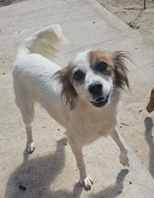 Jessy, 2 Jahre, 40 cm